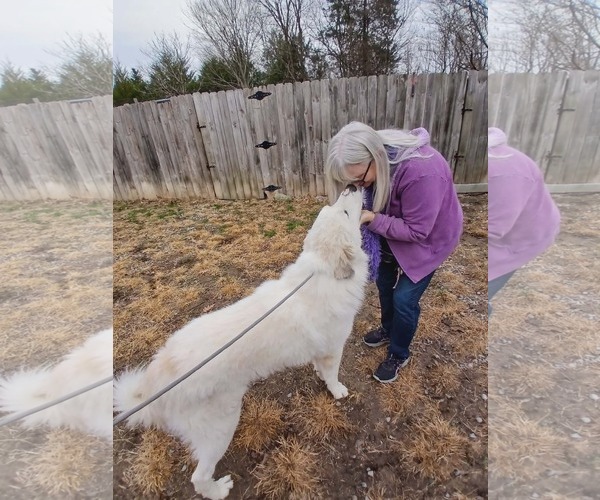 Medium Photo #2 Great Pyrenees-Unknown Mix Puppy For Sale in Thomasville, NC, USA