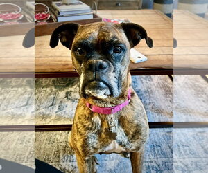 Boxer Dogs for adoption in Dumont, NJ, USA