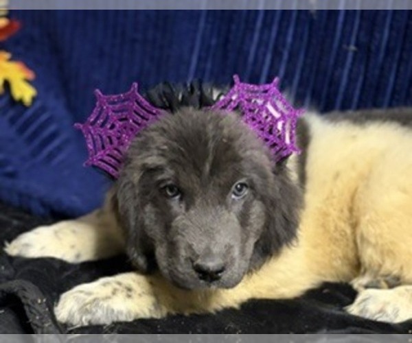 Medium Photo #28 Newfoundland Puppy For Sale in AURORA, IN, USA