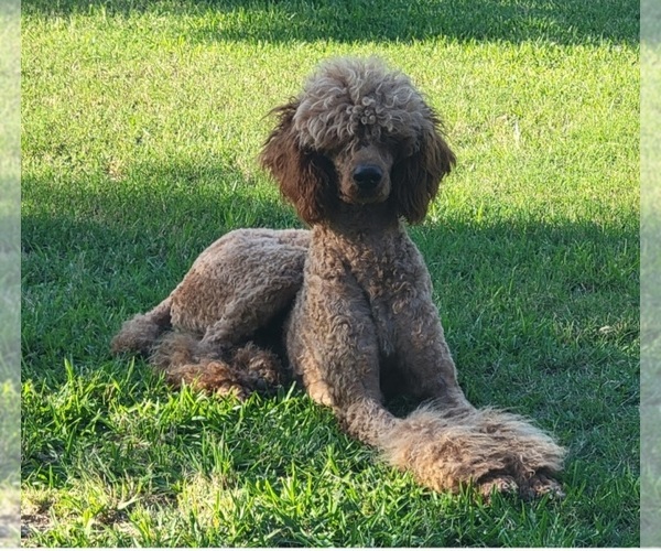 Medium Photo #1 Goldendoodle mix (+ Poodle Standard) Puppy For Sale in JACKSBORO, TX, USA