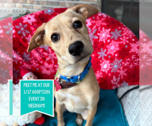 Mountain Cur-Unknown Mix Dogs for adoption in Boston, MA, USA