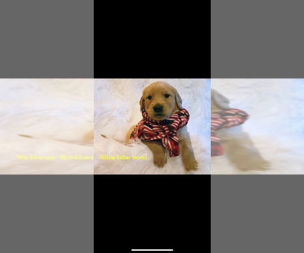 Medium Photo #5 Golden Retriever Puppy For Sale in LAURENS, SC, USA