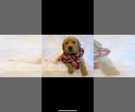 Small Photo #5 Golden Retriever Puppy For Sale in LAURENS, SC, USA