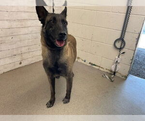 Mutt Dogs for adoption in San Bernardino, CA, USA