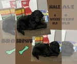 Small Photo #1 Goldendoodle Puppy For Sale in BURLESON, TX, USA