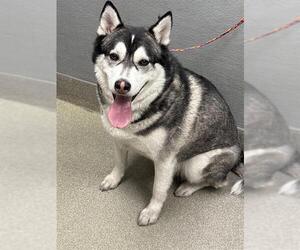 Siberian Husky-Unknown Mix Dogs for adoption in Las Vegas, NV, USA