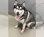 Small Siberian Husky Mix