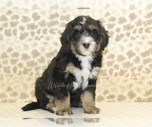 Miniature Bernedoodle Puppy for sale in DENVER, PA, USA