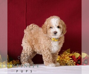 Poodle (Miniature) Puppy for sale in GORDONVILLE, PA, USA