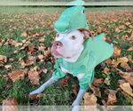 Small American Pit Bull Terrier Mix