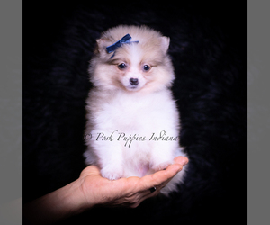 Pomeranian Litter for sale in WARSAW, IN, USA