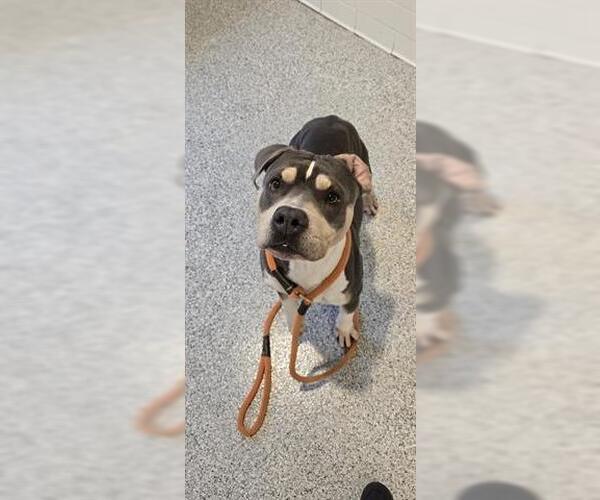 Medium Photo #2 Mutt Puppy For Sale in Houston, TX, USA