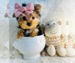 Small #8 Chihuahua
