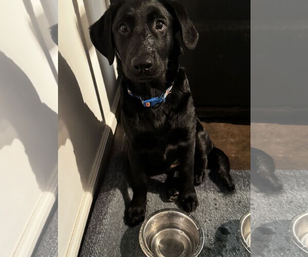 Medium Photo #4 Labrador Retriever-Unknown Mix Puppy For Sale in Fenton, MO, USA