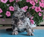 Small #6 French Bulldog