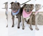 Small #1 American Pit Bull Terrier