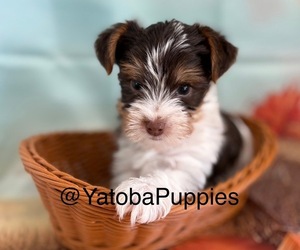Yorkshire Terrier Puppy for sale in CENTER HILL, FL, USA