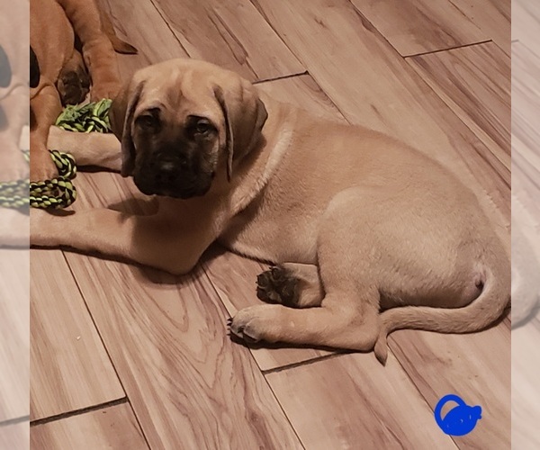 Medium Photo #5 Mastiff Puppy For Sale in MENTOR ON THE, OH, USA