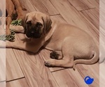 Small Photo #5 Mastiff Puppy For Sale in MENTOR ON THE, OH, USA