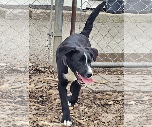 Medium Photo #11 Labrador Retriever Puppy For Sale in Bloomingdale, NJ, USA