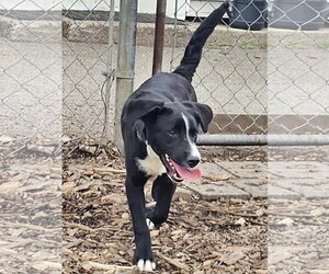 Ricky - Male Labrador Retriever Dog for Adoption - Photo #11