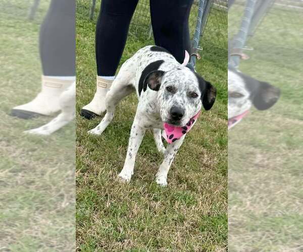 Medium Photo #4 Mutt Puppy For Sale in Abbeville, LA, USA