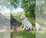 Small #16 Labrador Retriever