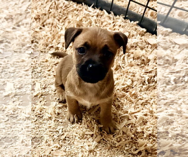 Medium Photo #1 Chihuahua-Norwich Terrier Mix Puppy For Sale in Woodland, CA, USA