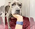 Small #1 American Pit Bull Terrier