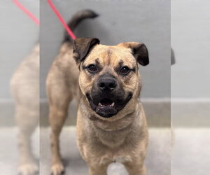 German Shepherd Dog-Unknown Mix Dogs for adoption in Las Vegas, NV, USA