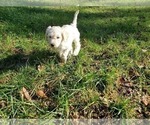 Small Photo #2 Goldendoodle Puppy For Sale in ATHENS, GA, USA