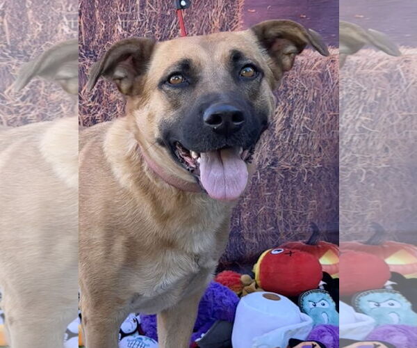 Medium Photo #5 Mutt Puppy For Sale in Lake Elsinore, CA, USA