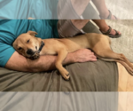 Small #2 Labrador Retriever Mix