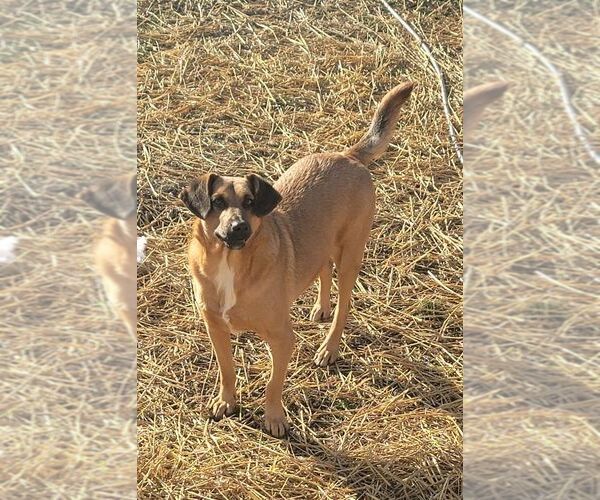 Medium Photo #4 Mutt Puppy For Sale in Aurora, IN, USA