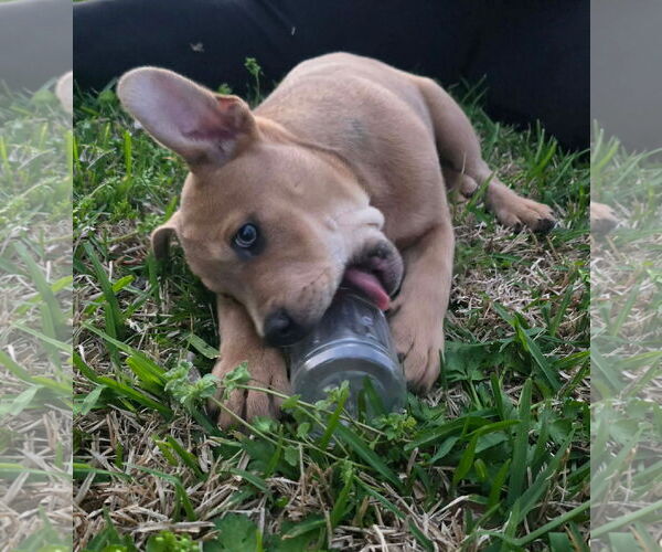 Medium Photo #3 American Pit Bull Terrier-Unknown Mix Puppy For Sale in Oakhurst, NJ, USA