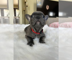 Small Photo #9 French Bulldog Puppy For Sale in CHINO HILLS, CA, USA