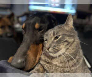 Doberman Pinscher Dogs for adoption in Buffalo, MN, USA