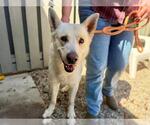 Small #1 German Shepherd Dog Mix