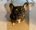 Small Photo #4 French Bulldog Puppy For Sale in SCHENECTADY, NY, USA
