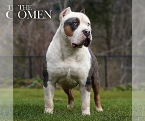 Father of the American Bully puppies born on 01/31/2024