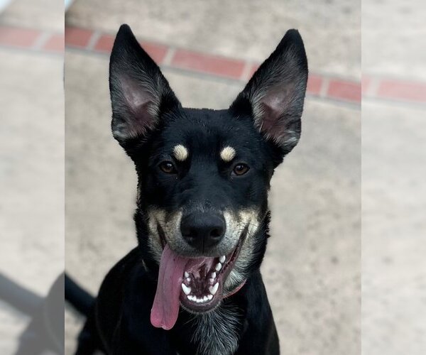 Medium Photo #2 Australian Kelpie-Unknown Mix Puppy For Sale in Lake Forest, CA, USA
