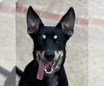 Small Photo #2 Australian Kelpie-Unknown Mix Puppy For Sale in Lake Forest, CA, USA