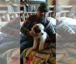 Small Photo #2 Saint Bernard Puppy For Sale in LANCASTER, KY, USA