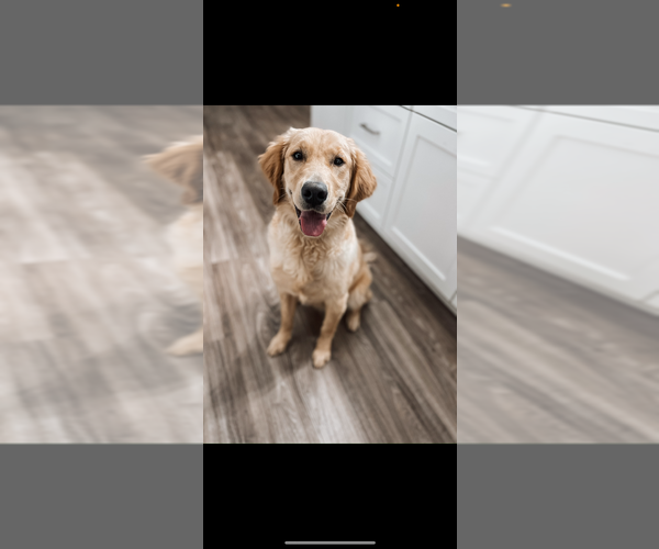 Medium Photo #1 Golden Mountain Doodle  Puppy For Sale in CHOUDRANT, LA, USA