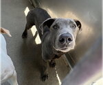 Small #1 Mutt