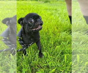 Medium Pug