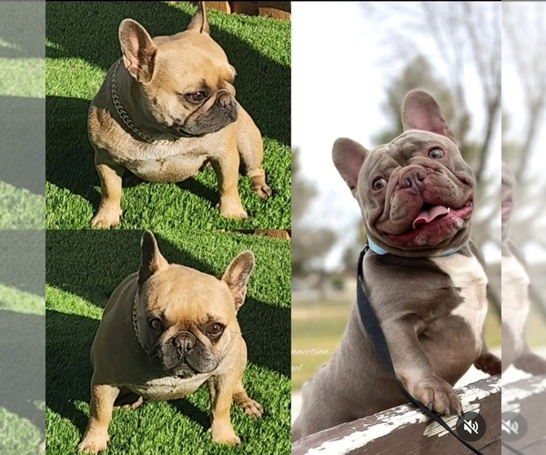 Medium Photo #1 French Bulldog Puppy For Sale in APPLE VALLEY, CA, USA