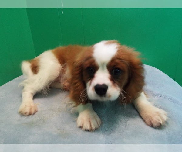 Medium Photo #1 Cavalier King Charles Spaniel Puppy For Sale in PATERSON, NJ, USA