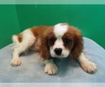 Small Photo #1 Cavalier King Charles Spaniel Puppy For Sale in PATERSON, NJ, USA