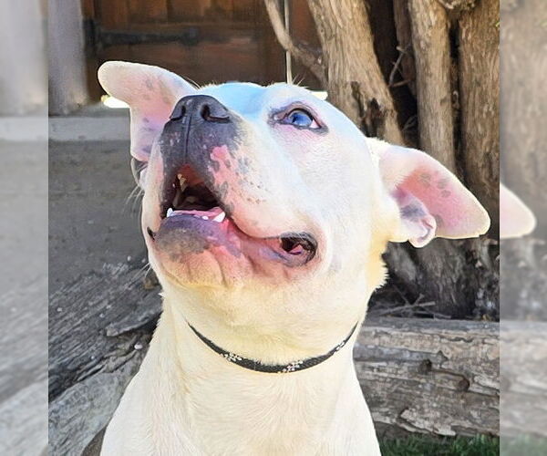 Medium Photo #1 American Staffordshire Terrier-Bulldog Mix Puppy For Sale in Albuquerque, NM, USA